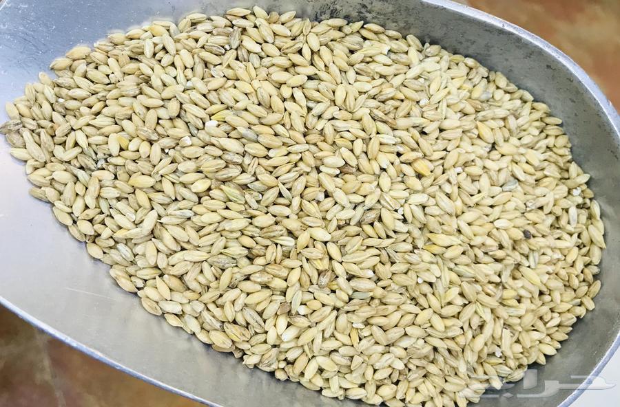 بلبوله مغربيه شعير البلبوله المغربيه64586326699906112