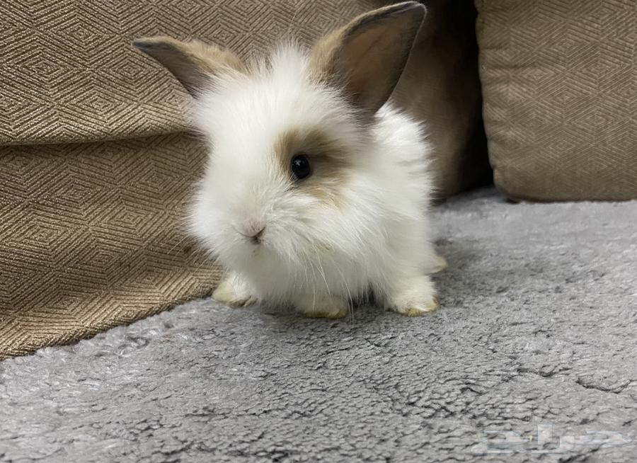 ارنب تيدي بير لوب اليف64547680486785110