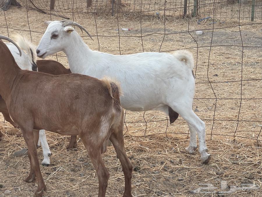 30 معزا مراح دفيع معزا منوة القاني تبارك الله تم البيع64586911454979112