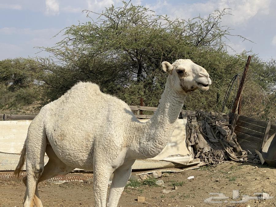 بكره للبيع64581635344515110