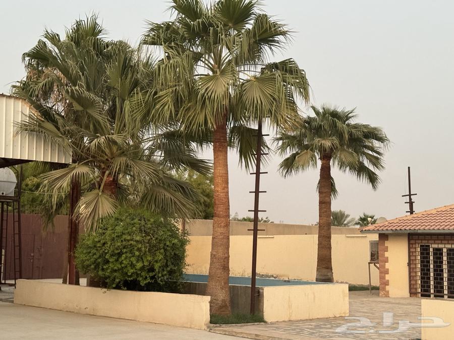 نخل واشنطني بالخرج للبيع المتر 350 ريال وارحبوا64582740832641110