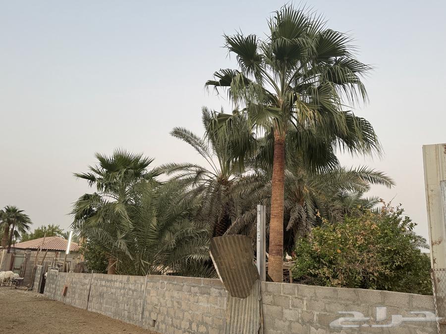 نخل واشنطني بالخرج للبيع المتر 350 ريال وارحبوا64582740832641113