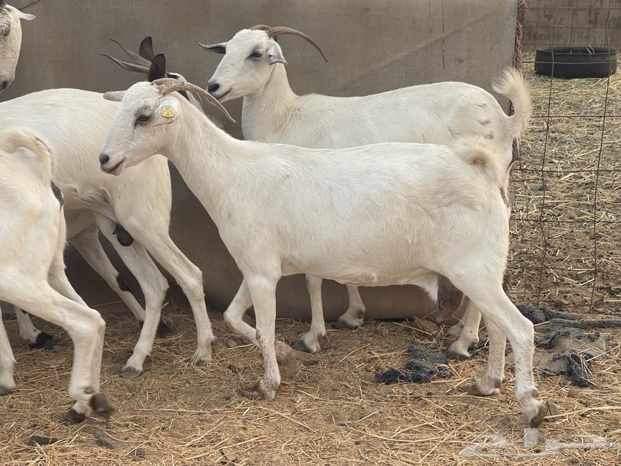 30 معزا مراح دفيع معزا منوة القاني تبارك الله تم البيع64586911454979110