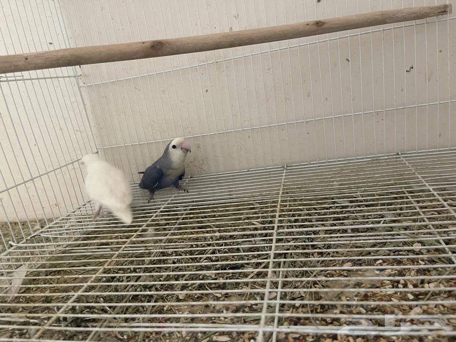 جوز روز منتج64583639889921111