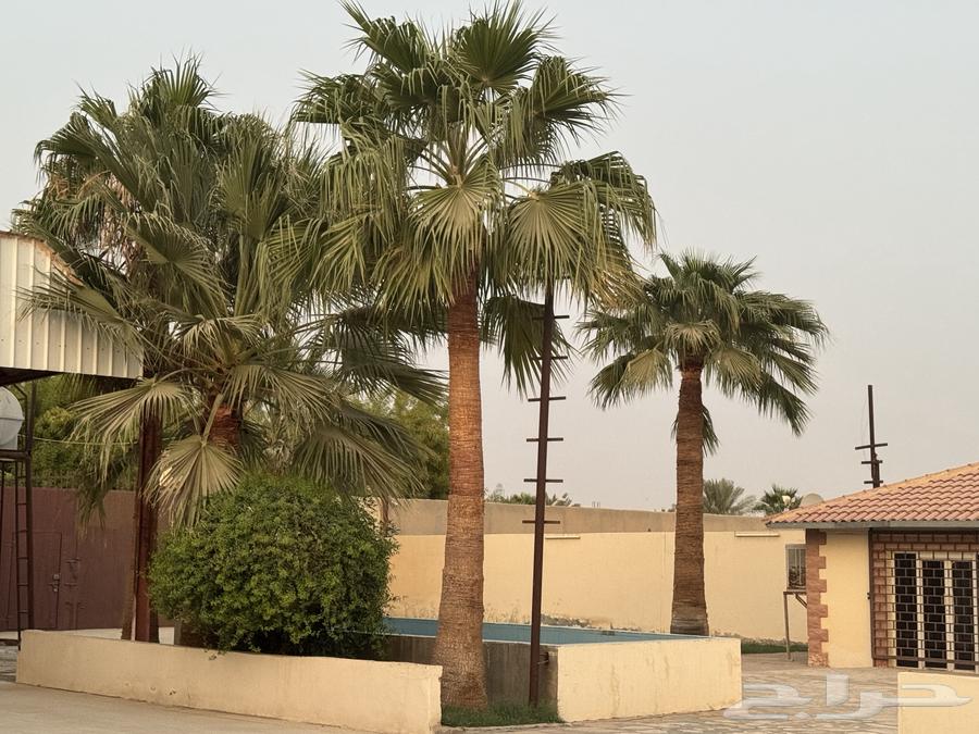 نخل واشنطني بالخرج للبيع المتر 350 ريال وارحبوا64582740832641112