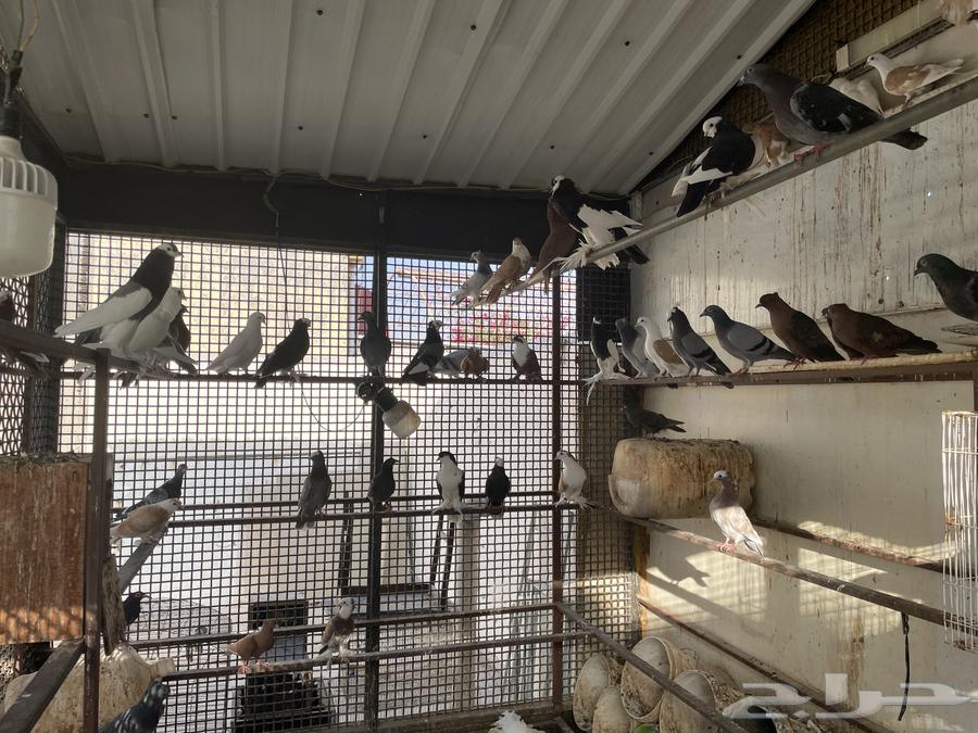 للبيع مجموعة حمام زينة اجوز منتجه64581183142146110