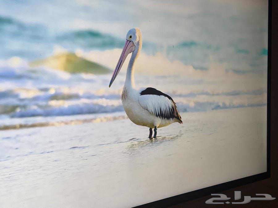 شاشه50 بوصه 4K دانسات64561559989507111