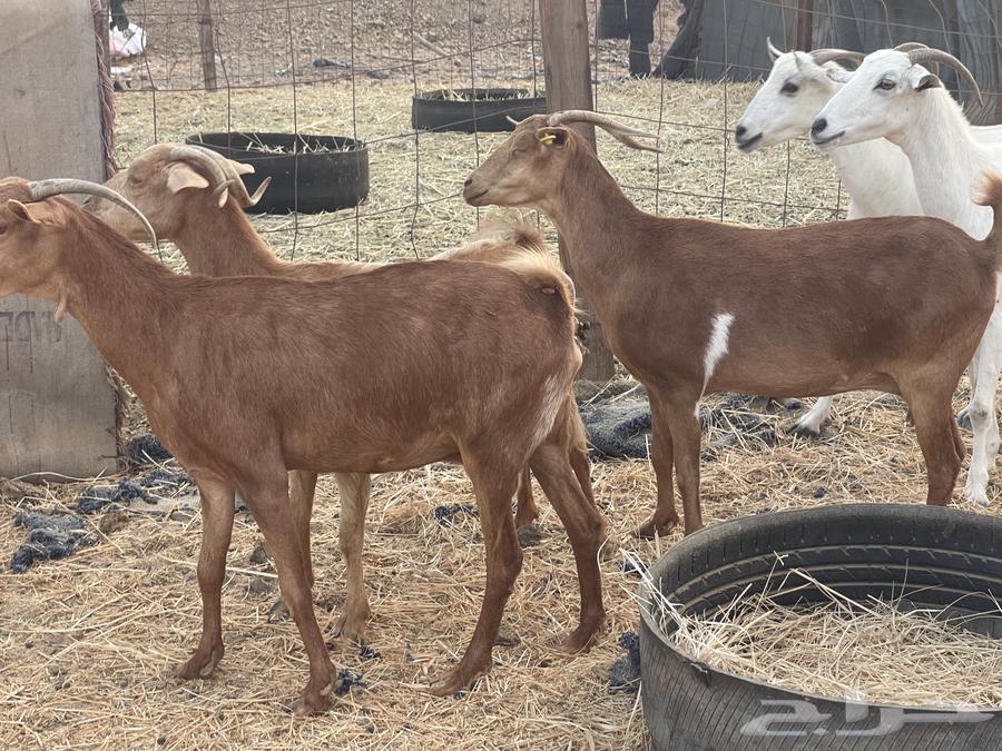 30 معزا مراح دفيع معزا منوة القاني تبارك الله تم البيع64586911454979114