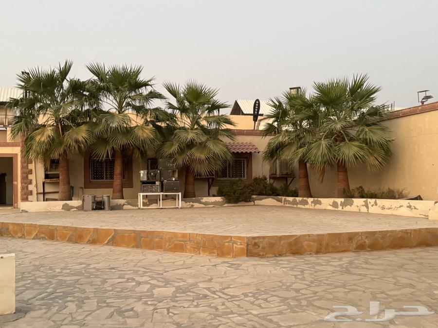 نخل واشنطني بالخرج للبيع المتر 350 ريال وارحبوا64582740832641111