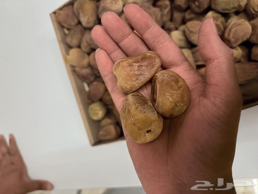 تمر سكري مميز ب سعر الجملة64587169566211110