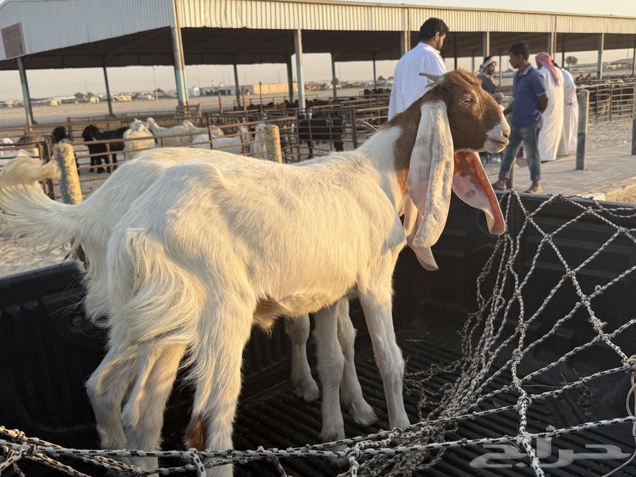 تيوس للبيع64586799712770110