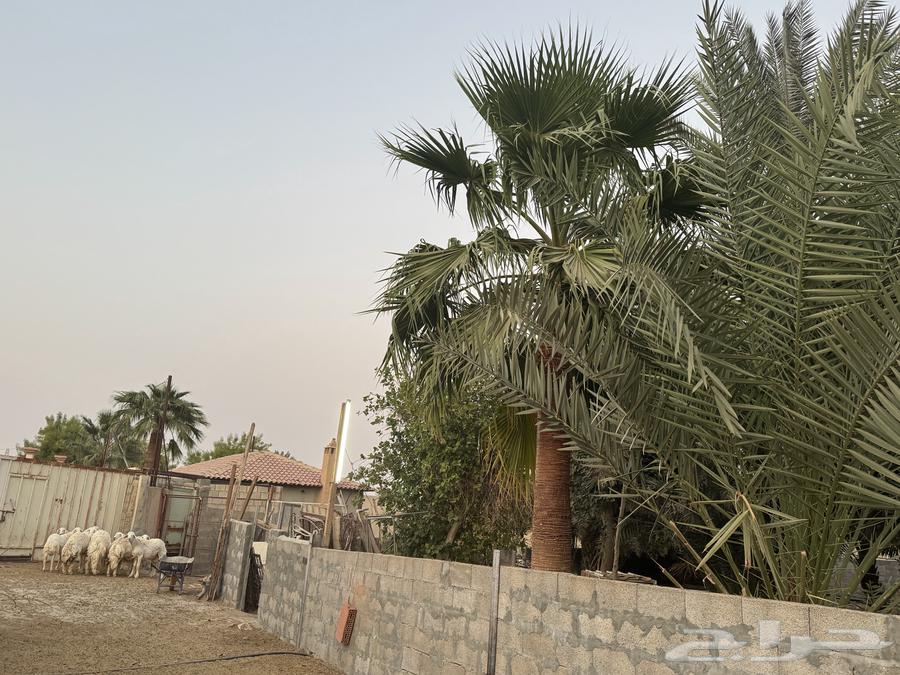 نخل واشنطني بالخرج للبيع المتر 350 ريال وارحبوا64582740832641114