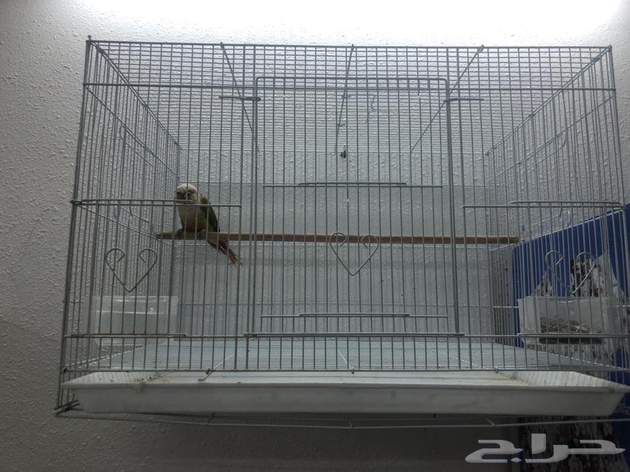 طير كنيور64584163953411111