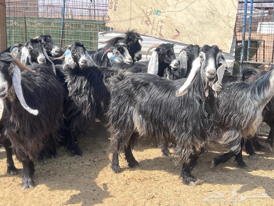 Goat grazing area with does and pregnant females for sale64549599044995111