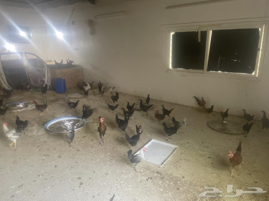 دجاج صغير للبيع المزاحميه للتواصل64584291731202111