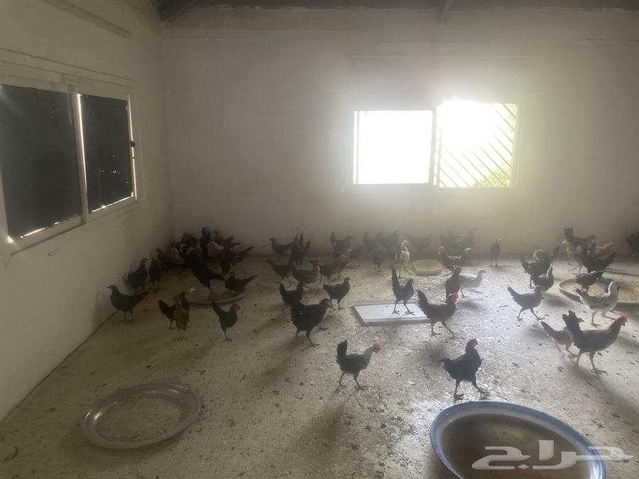 دجاج صغير للبيع المزاحميه للتواصل64584291731202110
