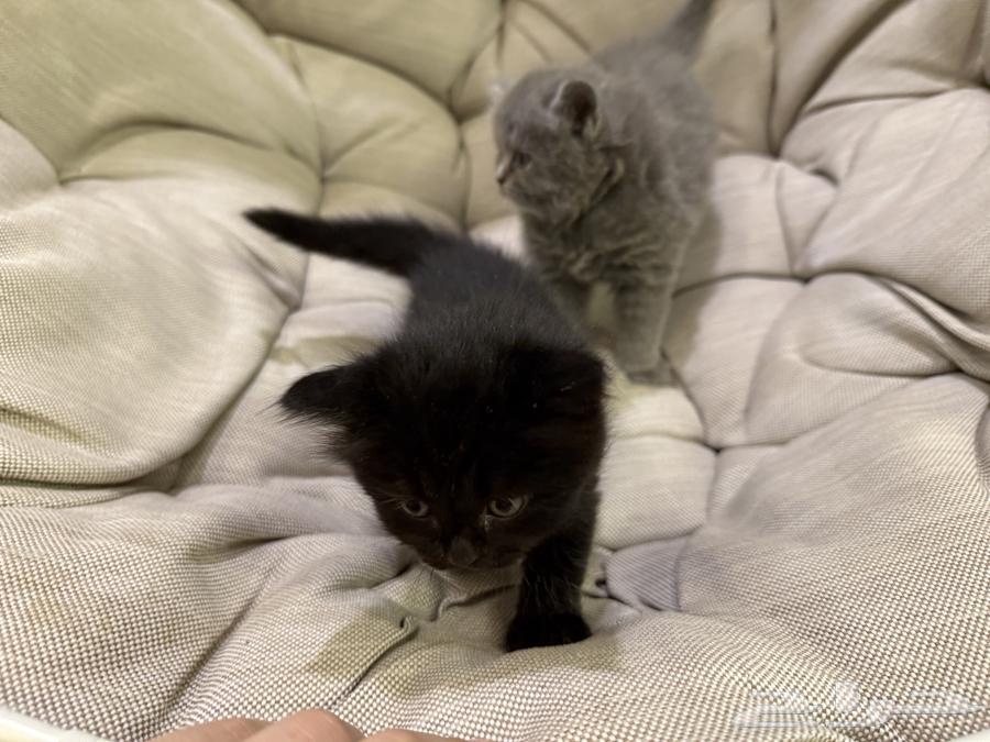 قطة للبيع 300 ريال64583011887489113