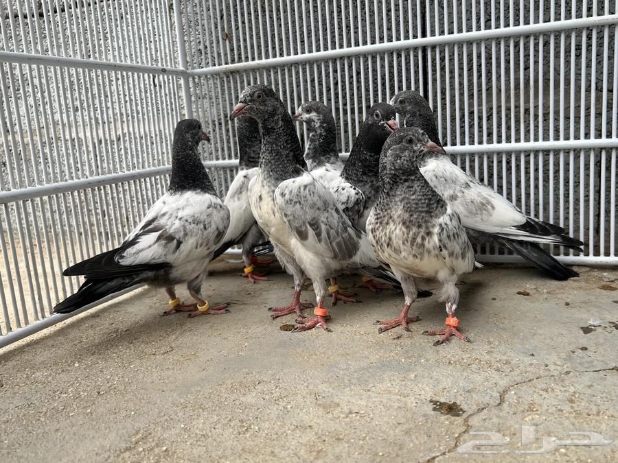 طبات حمام باكستاني64586066209027112