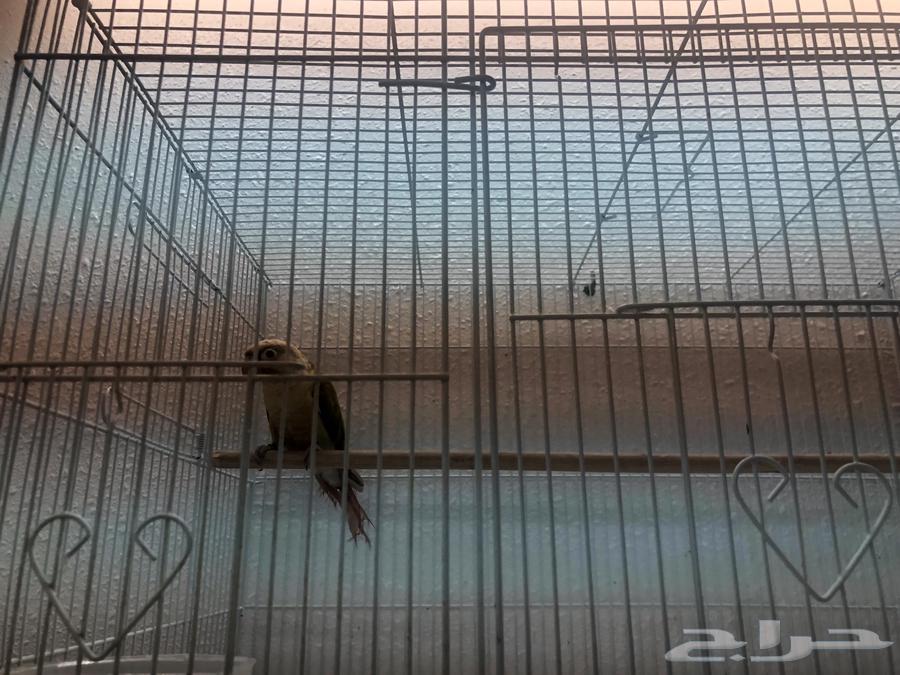 طير كنيور64584163953411112