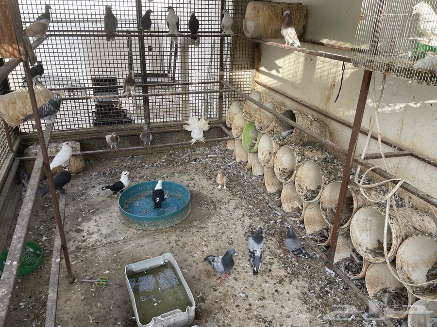 للبيع مجموعة حمام زينة اجوز منتجه64581183142146112