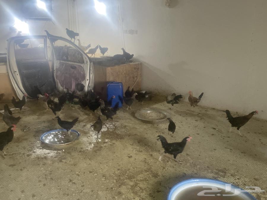 دجاج صغير للبيع المزاحميه للتواصل64584291731202113