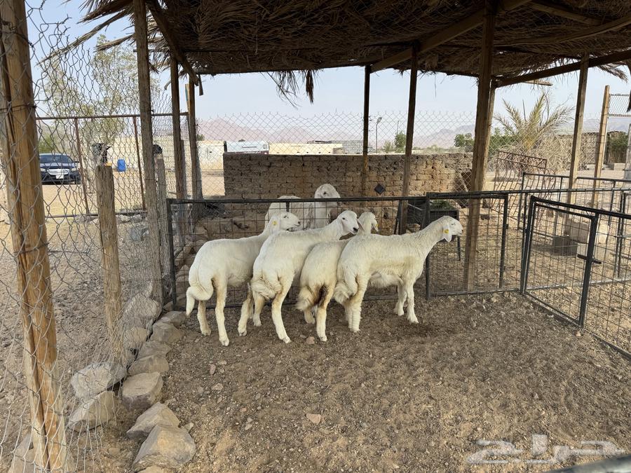 رخال حري64586214089729110