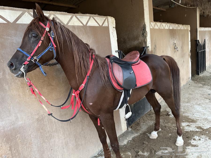 Hossan Wahho64585795033985110