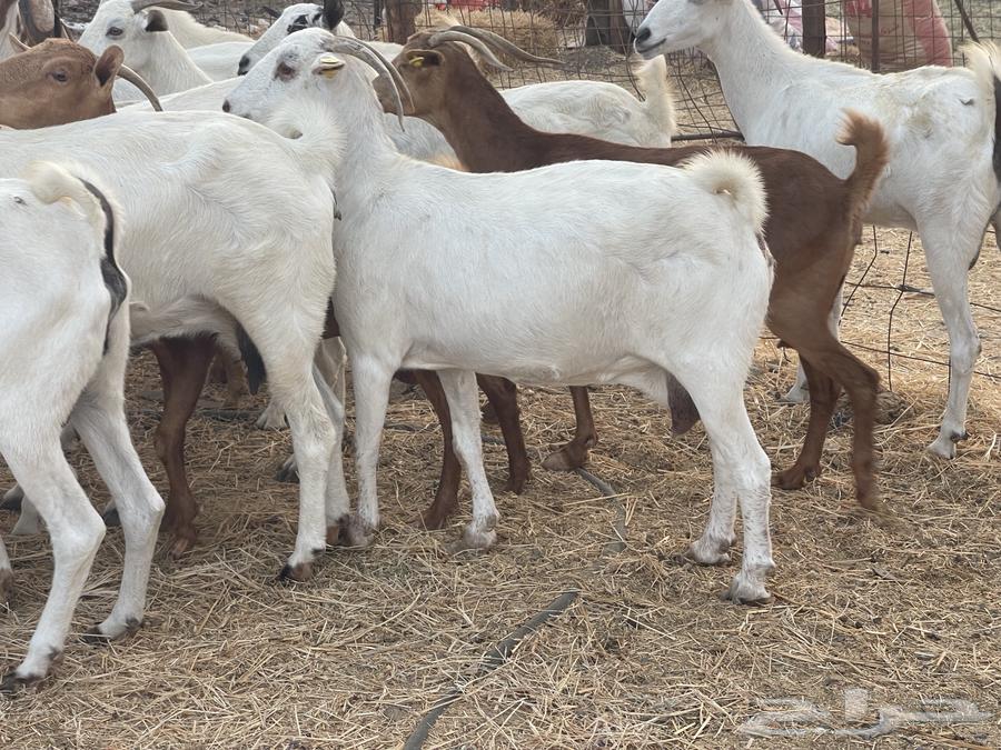 30 معزا مراح دفيع معزا منوة القاني تبارك الله تم البيع64586911454979111