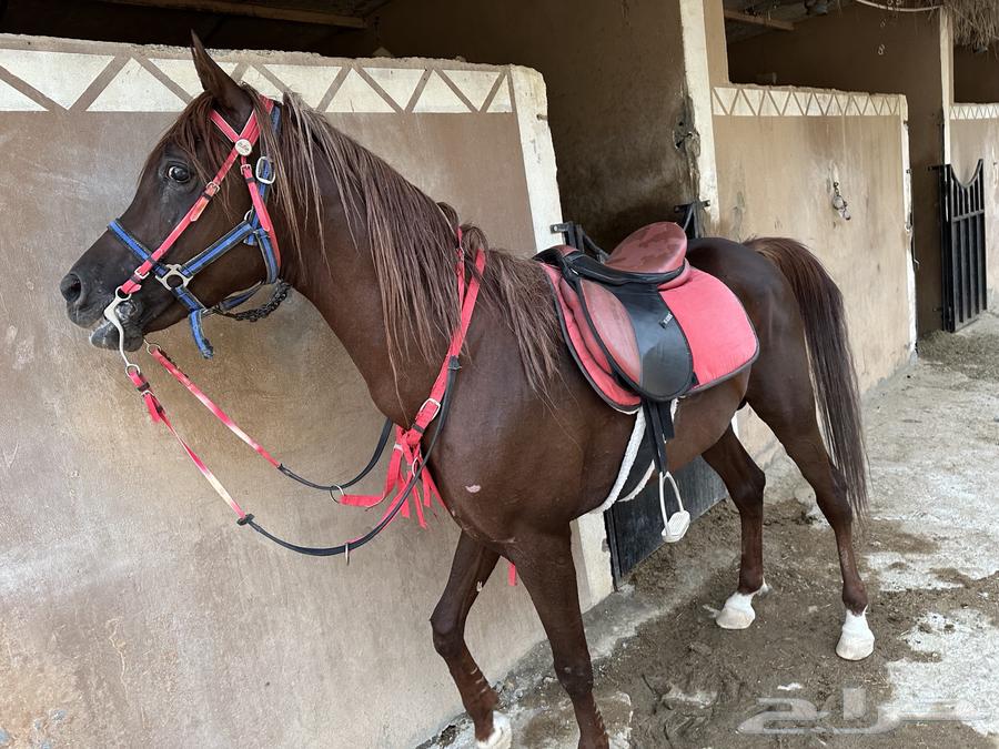 Hossan Wahho64585795033985112