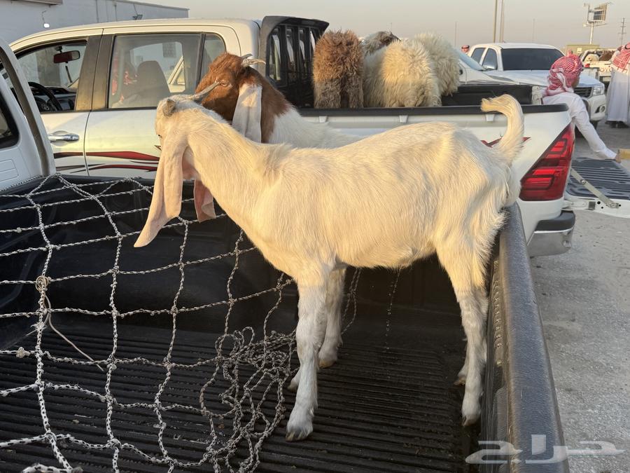 تيوس للبيع64586799712770111