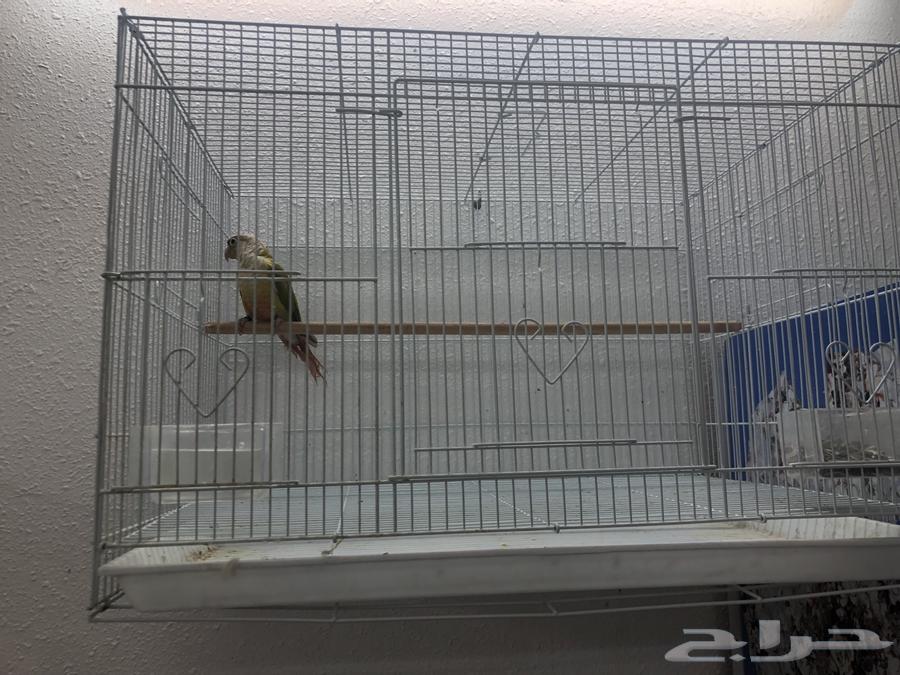 طير كنيور64584163953411110