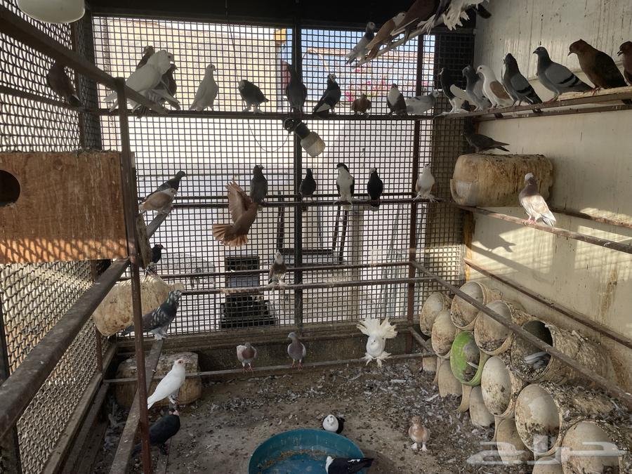 للبيع مجموعة حمام زينة اجوز منتجه64581183142146111