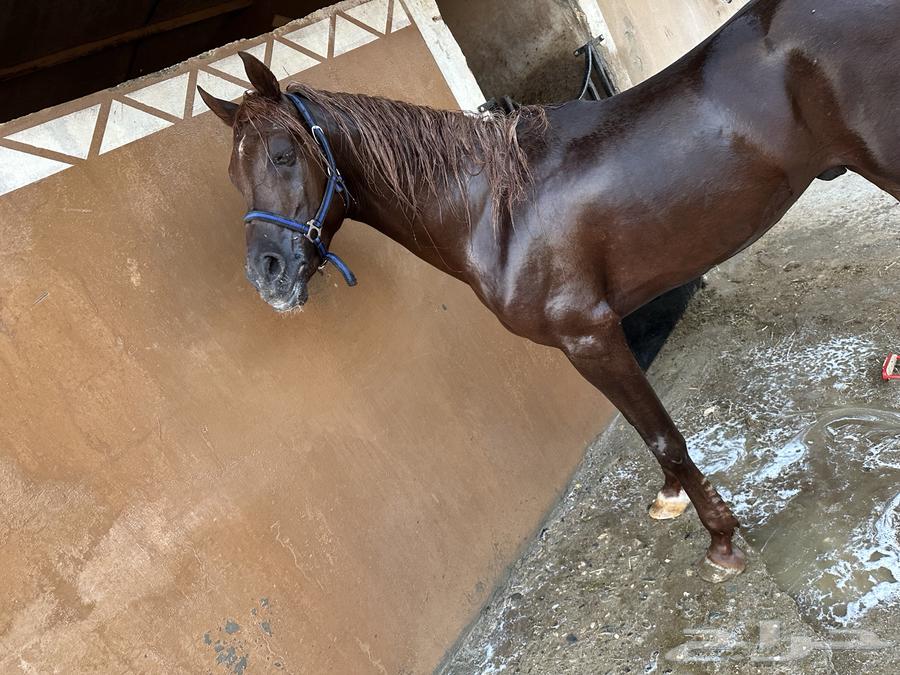 Hossan Wahho64585795033985114