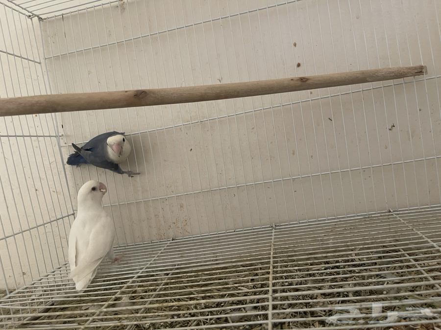 جوز روز منتج64583639889921110