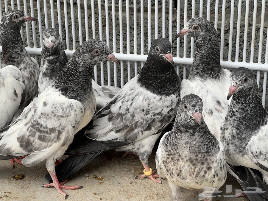 طبات حمام باكستاني64586066209027110