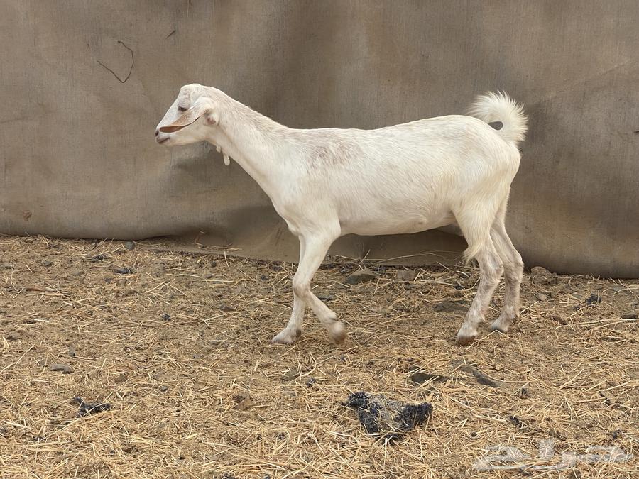 30 معزا مراح دفيع معزا منوة القاني تبارك الله تم البيع64586911454979113