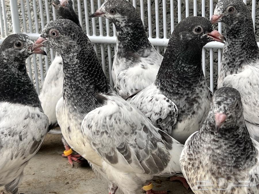 طبات حمام باكستاني64586066209027111