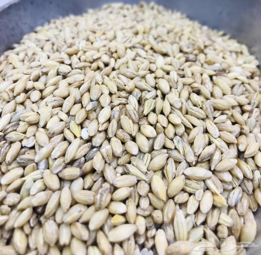 بلبوله مغربيه شعير البلبوله المغربيه64586326699906111