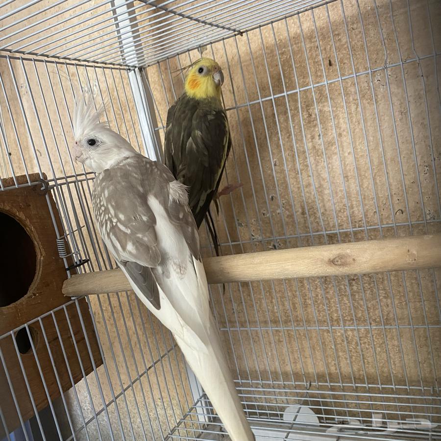 A breeding pair of Crowned Pigeons with fertilized eggs (Sold)64582813126787111