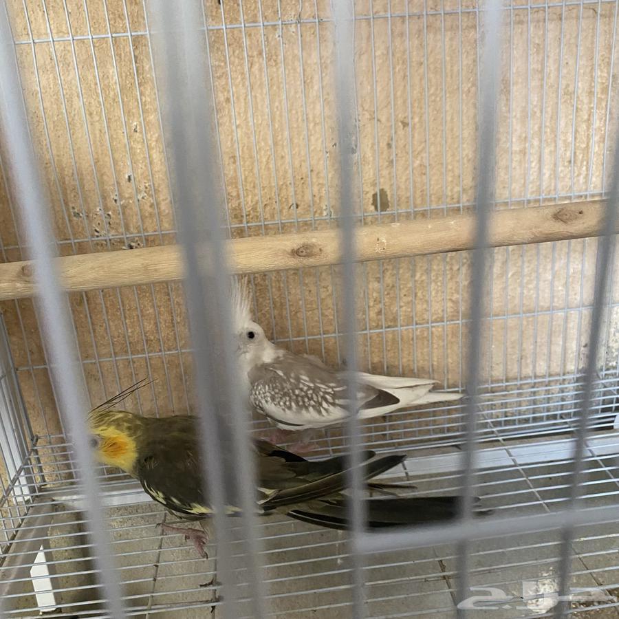 A breeding pair of Crowned Pigeons with fertilized eggs (Sold)64582813126787112