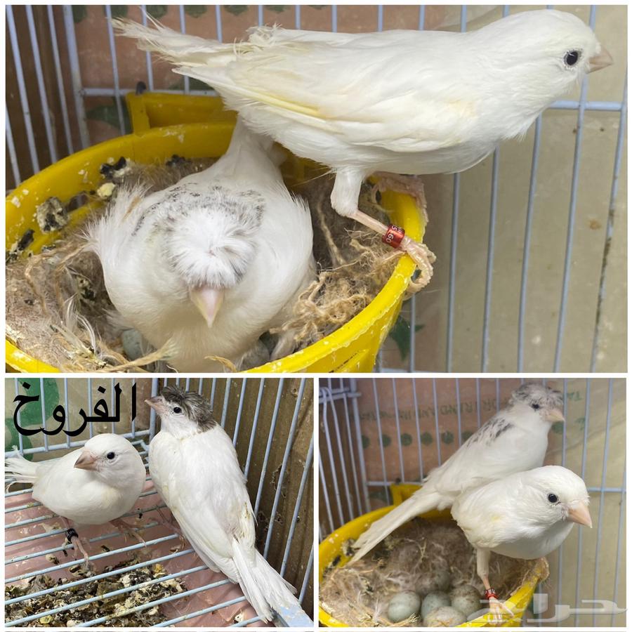 كناري ( تم البيع تم البيع)64582709227906110