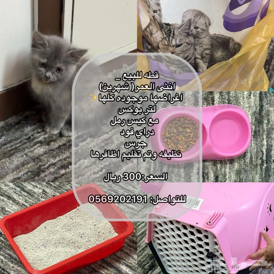 قطه للبيع64586201610625110