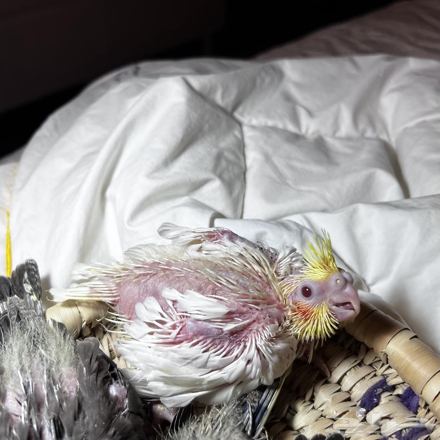 فروخ كروان لاتينو (( تم البيع الله يبارك للشارين ))64586276715778110