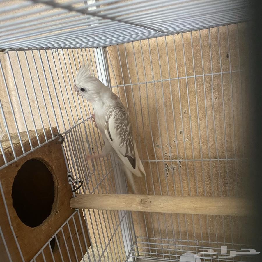 A breeding pair of Crowned Pigeons with fertilized eggs (Sold)64582813126787110