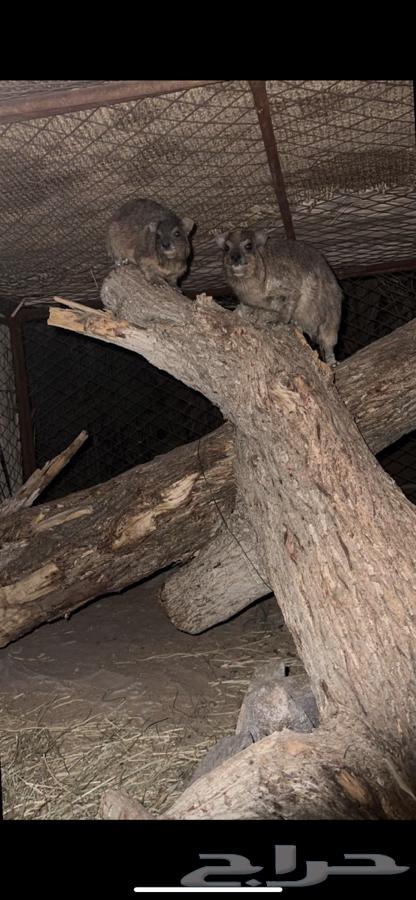 محمية بريه64583823682945110