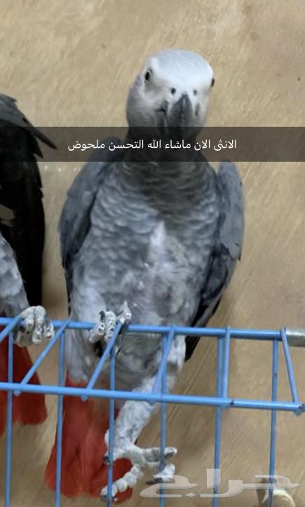 جوز كاسكو سوبر جامبو64587181825411114