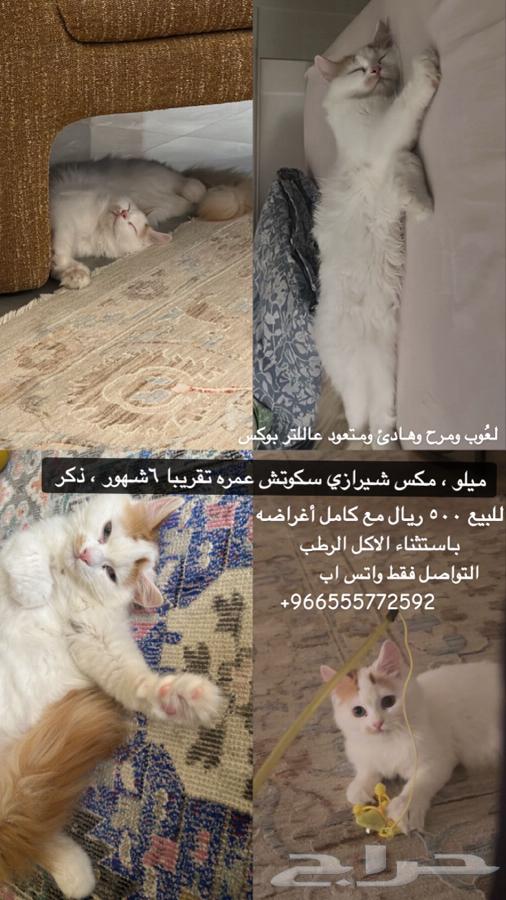 قط للبيع64586339294850110