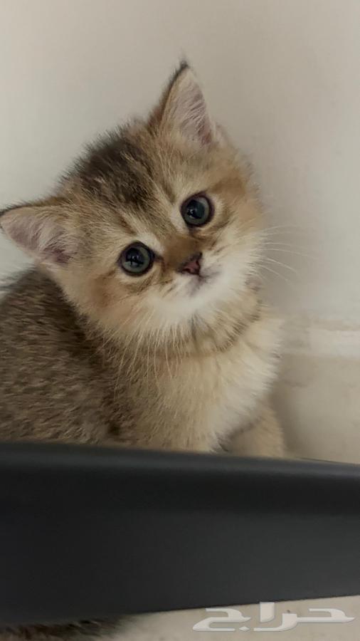 Scotch Pure64584376262017110