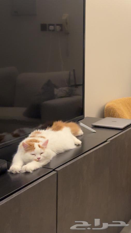 قط للبيع64586339294850112