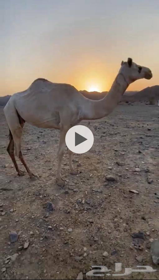 ناقه للبيع شكل وسلاله64582076648705110